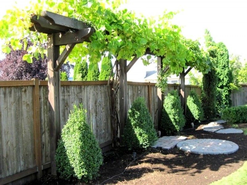 Une vigne dans votre jardin